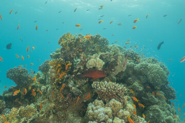 Obraz premium Coral reef and water plants in the Red Sea, Eilat Israel 