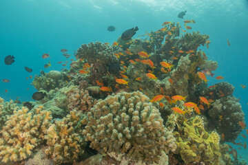 Obraz premium Coral reef and water plants in the Red Sea, Eilat Israel 