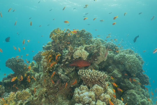 Coral reef and water plants in the Red Sea, Eilat Israel
