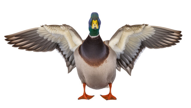 Mallard duck with wings spread wide, isolated on transparent background