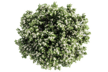 Obraz premium blossoming tree top down view with green leaves and white flowers isolated on transparent background