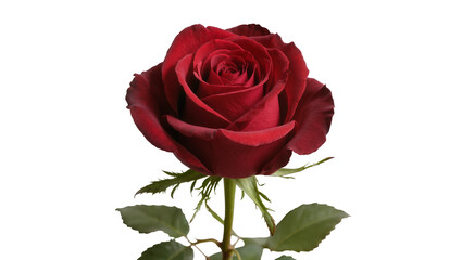 Deep red rose with green stem and leaves, isolated on transparent background © Daniel