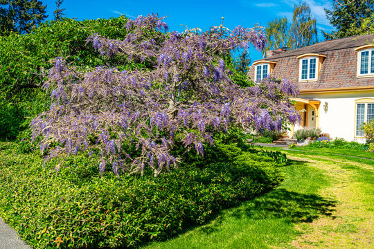 Yard Purple Flowers 3