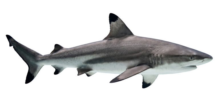 Majestic Great White Shark PNG Cutout: An isolate image of a powerful predator against a transparent background, perfect for design elements.