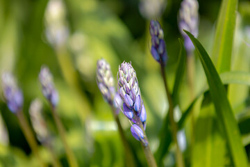 Selective focus of Spanish bluebell, Hyacinthoides hispanica, Endymion hispanicus or Scilla hispanica is a spring-flowering bulbous perennial native to the Iberian Peninsula, Nature floral background. © Sarawut