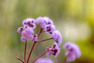 Obraz premium Selective focus of Bartlettina sordida flowers in garden, The purple torch, Bartlettina or blue mist flower, A flowering plant which is endemic to cloud forest habitats in Mexico, Natural background.