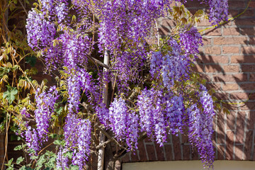 Selective focus of purple flowers Wisteria sinensis or Blue rain, Chinese wisteria is species of flowering plant in the pea family, Its twisting stems and masses of scented flowers in hanging racemes. © Sarawut