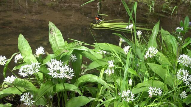 B&auml;rlauch (Allium ursinum) - bl&uuml;hende Pflanze, Weilerswist, Nordrhein-Westfalen, Deutschland