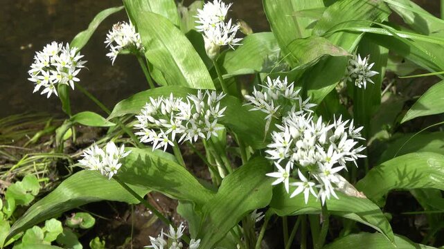 B&auml;rlauch (Allium ursinum) - bl&uuml;hende Pflanze, Weilerswist, Nordrhein-Westfalen, Deutschland