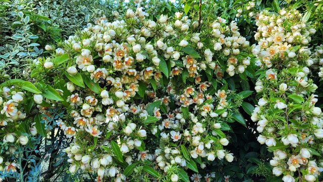 Lush bush covered in beautiful white blossoms with a bee pollinating