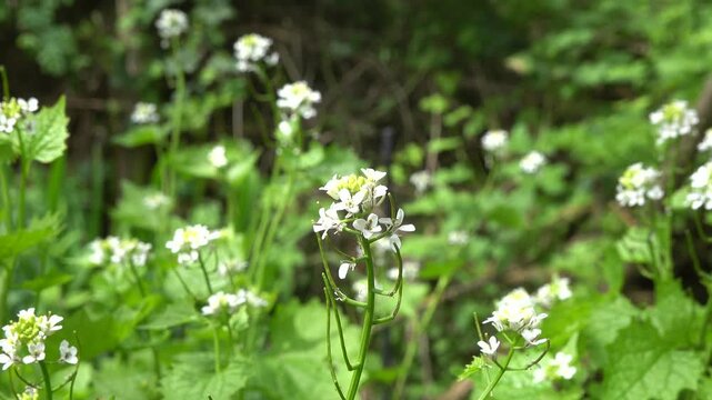 Knoblauchsrauke (Alliaria petiolata) - bl&uuml;hende Pflanze, Weilerswist, Nordrhein-Westfalen, Deutschland