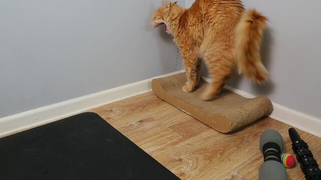 The orange fun cat stretches its back and yawns while standing on a scratching post with comically raising and rounding its fluffy orange tail. Fun pet video near blue room wall