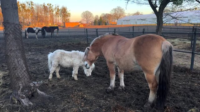 Gentle norwegian fjord horse and a playful white pony interacting in a muddy paddock at sunset, nuzzling each other before the pony playfully rears up in a loving display of friendship