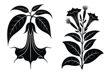 Black and white silhouette of angel trumpet and datura flowers with leaves © Sadek