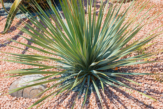 A spiny Aloe Vera plant in a gravel garden. A plant used in natural medicine.