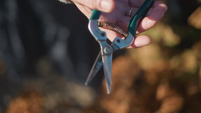 Shears inspection detailed. Spring mechanism and blade alignment examined thoroughly in daylight. Careful inspection and demonstration of pruning shears under clear autumn sun by homeowner