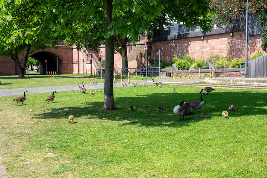 Kanadag&auml;nse mit K&uuml;ken auf Wiese im st&auml;dtischen Park vor historischem Backsteingeb&auml;ude