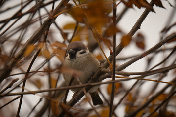 Spatz im baum © Ben