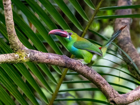 Crimson-rumped Toucanet Perched on a Tropical Branch in Colombia Rainforest