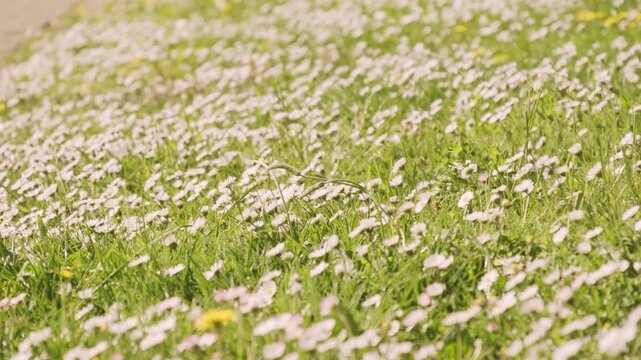 Blooming white daisies with yellow centers growing in green grass, Matricaria Chamomilla, chamomile flowers, meadow flowers in natural sunlight, sunny day, environmental protection, nature background