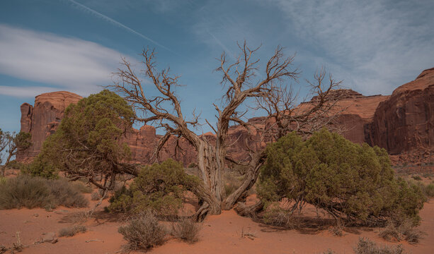Desert landscape banner with tree and red rocks in monument valley tribal park. Travelling concept