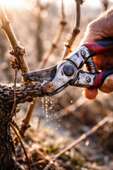 Naklejka premium Pruning branches with shears in a sunlit vineyard setting