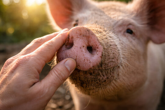 Close-up of a pig being gently touched by a hand