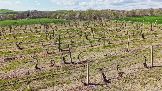 Vines are cut back in a vineyard with new growth starting to appear in the fields around. Bright clouds scatter across the blue sky, marking springtime in the countryside.