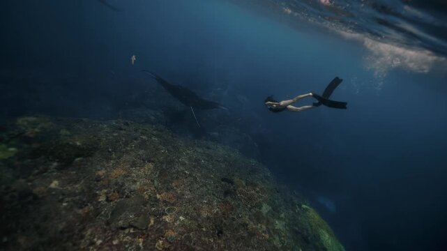 Woman in long fins swims underwater with the giant oceanic manta ray. Graceful black Manta Ray glides through clear blue waters of Islands, accompanied by lively remora fish. Snorkeling freediving