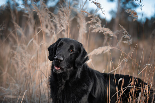 Black Flat-Coated Retriever Sitting in Dry Grass