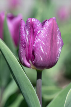 A close-up of tulips growing in the garden. The tulips are pink. The photo is in portrait orientation.