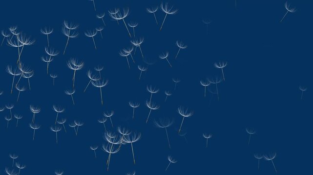 Dandelion Seeds Floating Gently. Elegant Black Background Animation