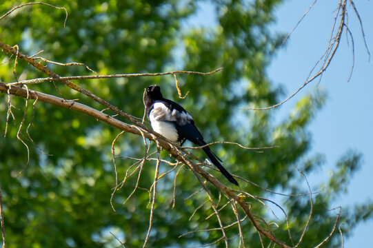 uccelli