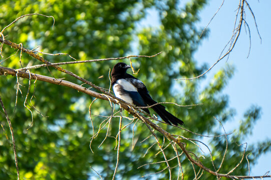 uccelli