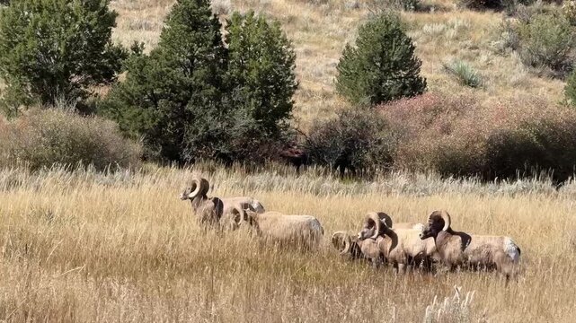 Bighorn Sheep Running &ndash; Close-Up Wildlife Footage, Colorado Springs