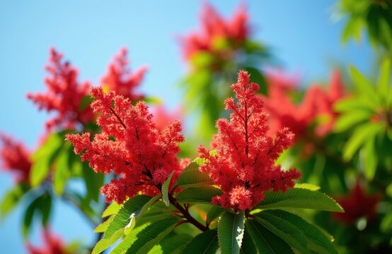 Red Brachychiton acerifolius flowers bloom against clear blue sky. Lush green foliage and vibrant scarlet blossoms adorn tree branches. Nature beauty unfolds in vivid color, a striking floral display.