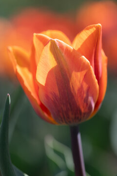 A close-up of tulips growing in the garden. The tulips are pink. The photo is in portrait orientation.