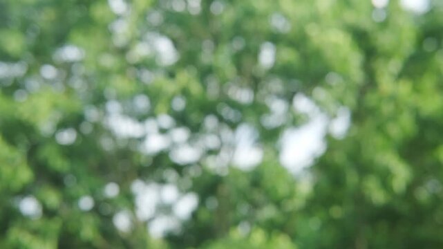 abstract background banner, green natural blurred bokeh, green foliage flutter in wind, summertime season, good weather, natural placement presentation, natural forest, environmental background