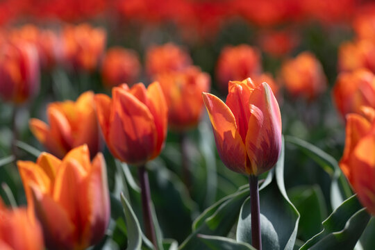 A close-up of tulips growing in the garden. The tulips are orange. The photo is in portrait orientation.