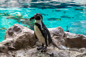 Obraz premium Wildlife nature, colony of imperator's and another penguins sea birds