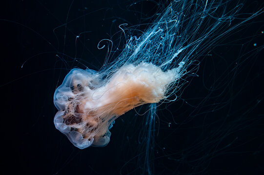 Different large Jellyfish species in deep blue ocean water, underwater background, Pacific sea nettle, scyphozoan jellyfish