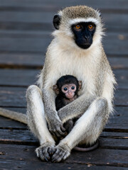 Obraz premium Vervet monkey mother holding baby, wild primate family portrait, maternal care in African wildlife, grey monkey with infant on wooden deck isolated on White Background