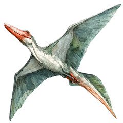 Pteranodon, watercolor with intricate brush textures and gentle highlights, isolated on a white background. © lunaris