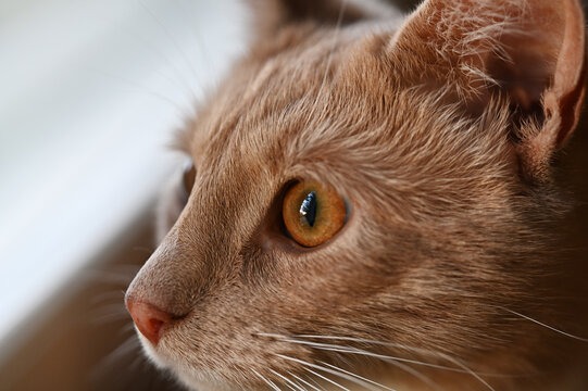 Close-up profile of a ginger domestic cat