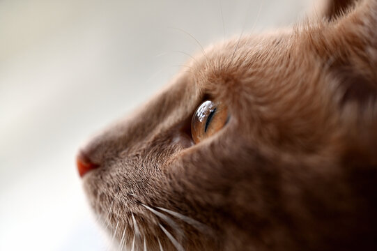 Close-up profile of a ginger domestic cat
