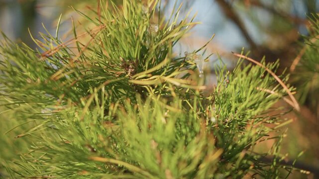Vibrant forest scenery. Lively pine needle canopy illuminated by warm sunlight and soft wind. Vivid pine foliage bursting with color and texture amidst calm breezes and seasonal growth patterns