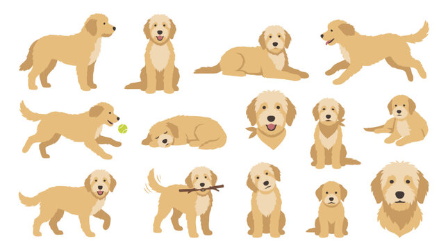 Cute goldendoodle dog vector illustration set showing various poses standing sitting running lying down and playing isolated on white background.
