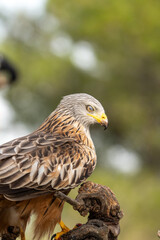 Fototapeta premium Red kite (Milvus milvus) photographed in Spain