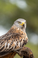 Fototapeta premium Red kite (Milvus milvus) photographed in Spain