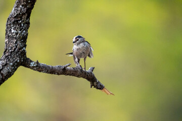 Long-tailed tit (Aegithalos caudatus) photographed in Spain © AngelEnrique